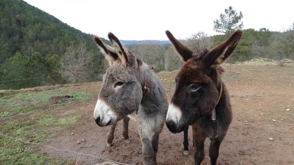 Masia Ca L'Anima Otel La Baronia de Rialb Oda fotoğraf