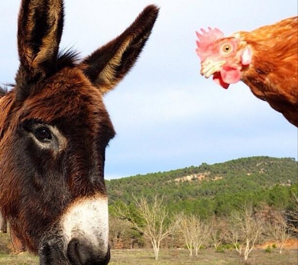 Masia Ca L'Anima Otel La Baronia de Rialb Oda fotoğraf