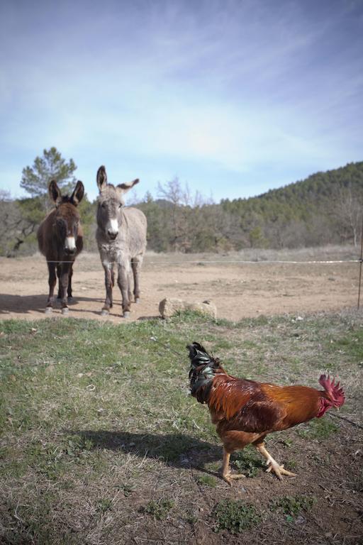 Masia Ca L'Anima Otel La Baronia de Rialb Oda fotoğraf