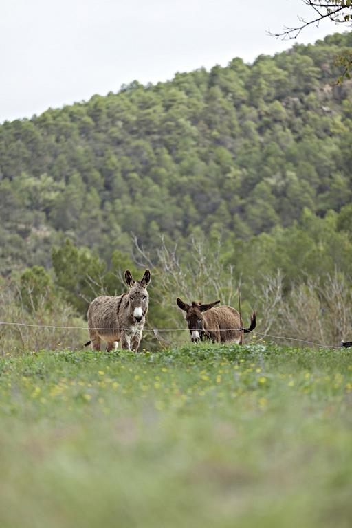 Masia Ca L'Anima Otel La Baronia de Rialb Oda fotoğraf